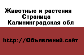  Животные и растения - Страница 2 . Калининградская обл.